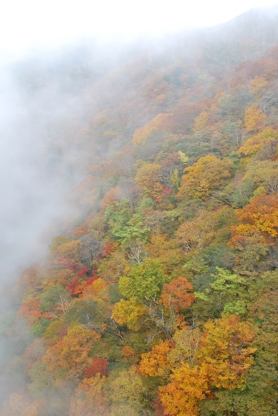 日光霧降高原の紅葉を求めて