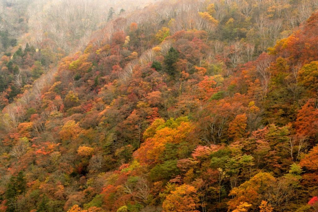 日光霧降高原の紅葉を求めて