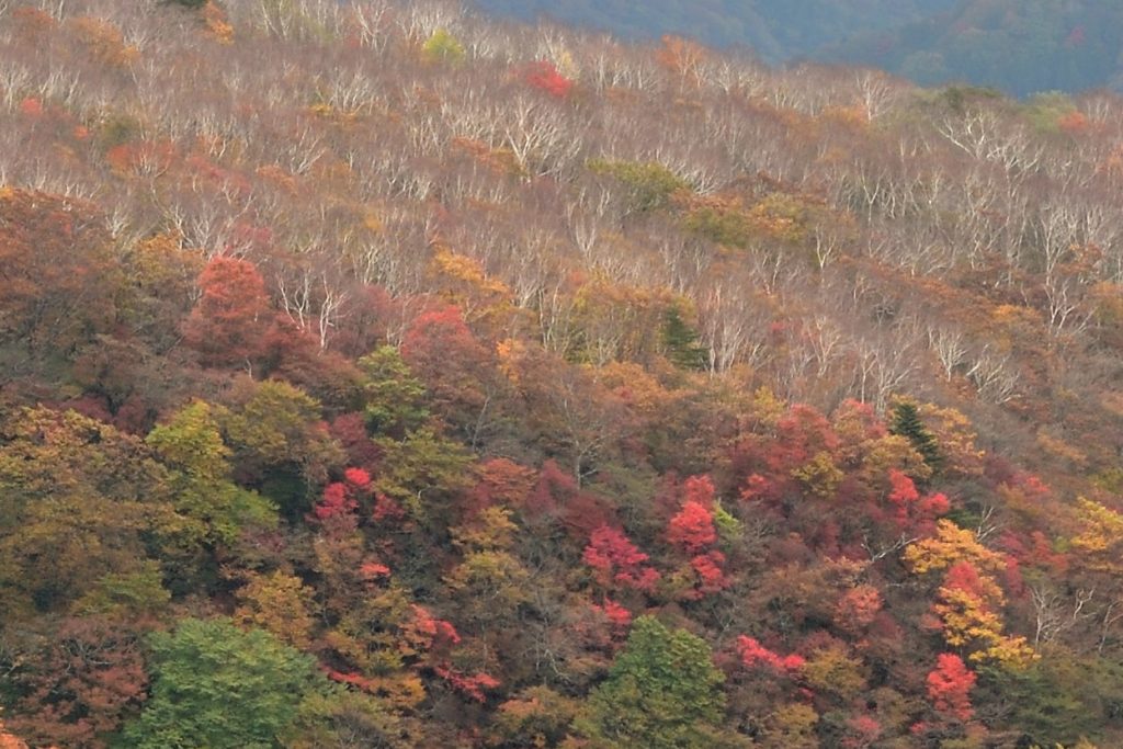 日光霧降高原の紅葉を求めて