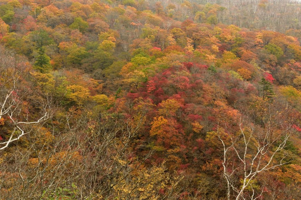 日光霧降高原の紅葉を求めて