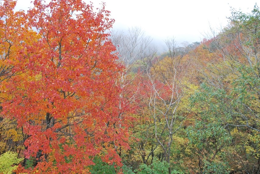 日光霧降高原の紅葉を求めて